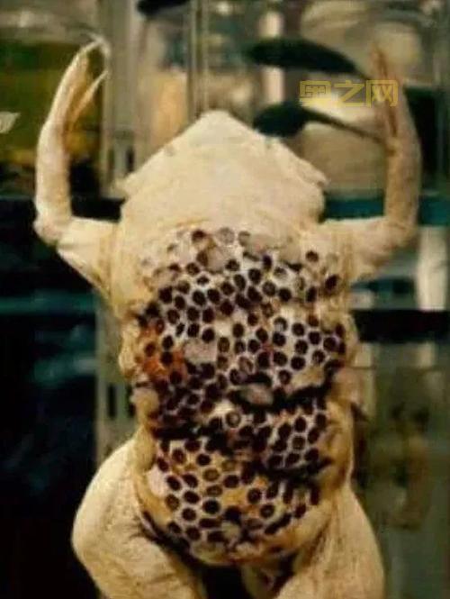 旅行青蛙恐怖图片吓坏宝宝，慎点！