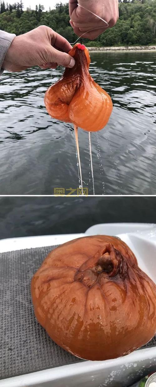 旅行青蛙恐怖图片吓坏宝宝，慎点！