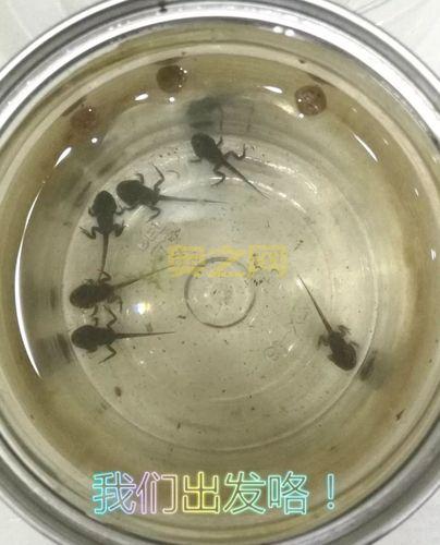 旅行青蛙恐怖图片吓坏宝宝，慎点！