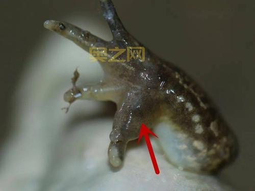 旅行青蛙恐怖图片吓坏宝宝，慎点！