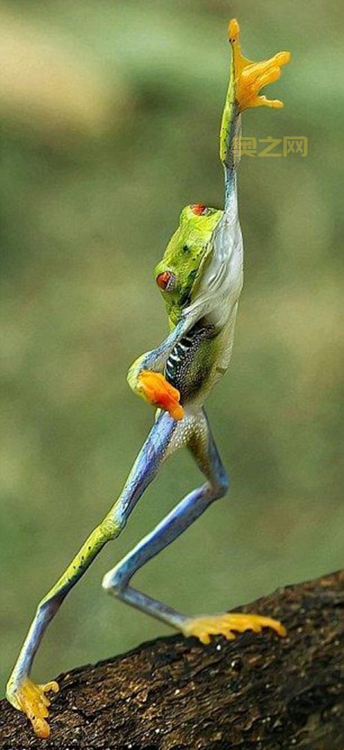 旅行青蛙恐怖图片吓坏宝宝，慎点！