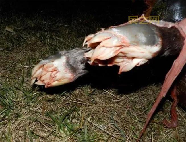 旅行青蛙恐怖图片吓坏宝宝，慎点！