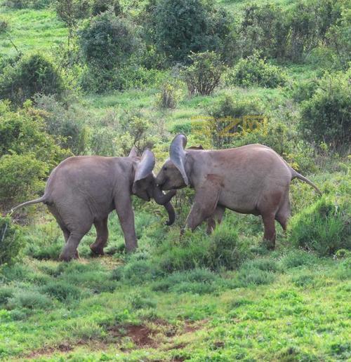 大象的重量：揭秘世界最大陆地动物的体重