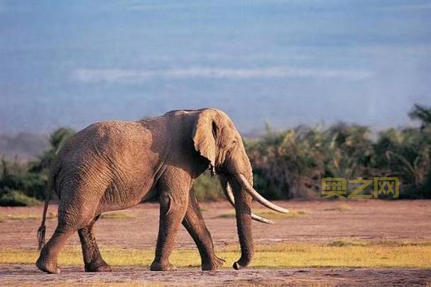 大象的重量：揭秘世界最大陆地动物的体重