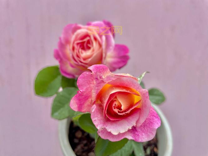 印度神话中的英雄人物：叶蓝玛与贱民的崛起