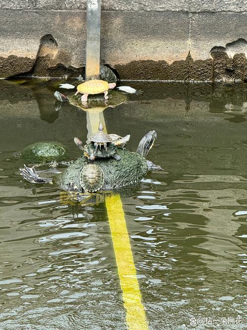 寺庙放生池现12米长鳄雀鳝，惊现“怪鱼”引发关注