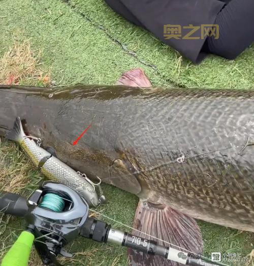 寺庙放生池现12米长鳄雀鳝,惊现“怪鱼”引发关注