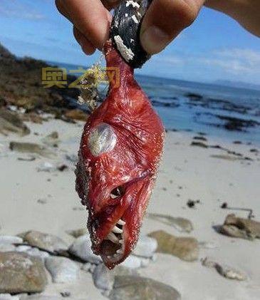 尸组词组详解:从尸体到僵尸的多重词义探索