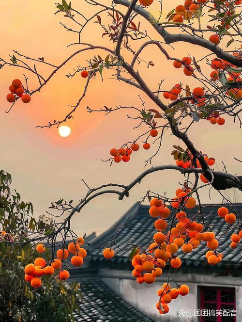 橙匕任务流程完整指南:如何快速完成每个环节