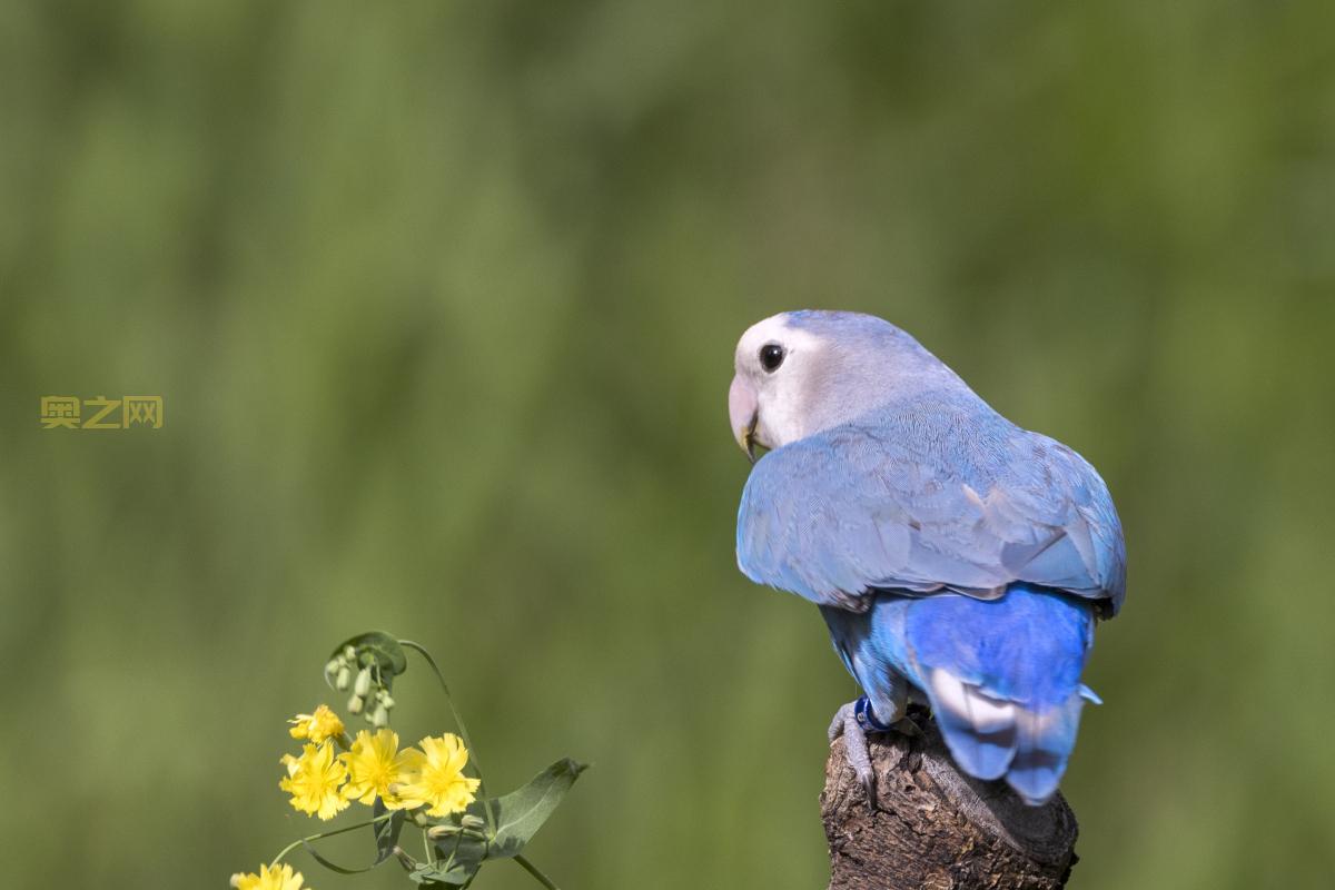 新手必看：种子怎么用，详细操作指南