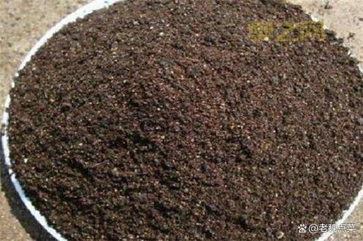 新手必看：种子怎么用，详细操作指南