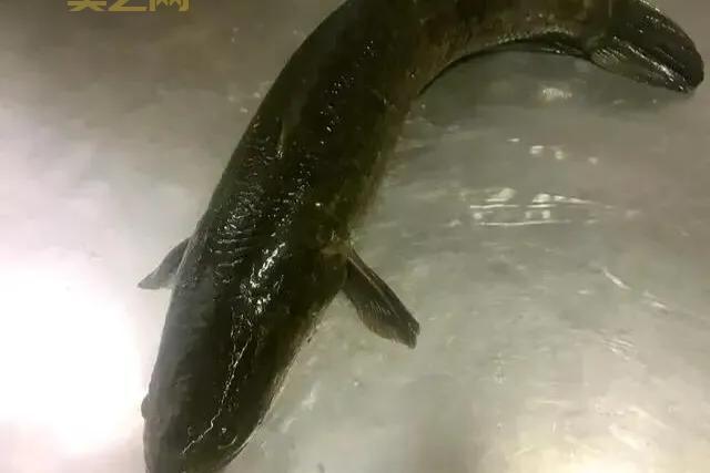 夜鳞鲷鱼食谱大全，各种口味做法让你吃过瘾！