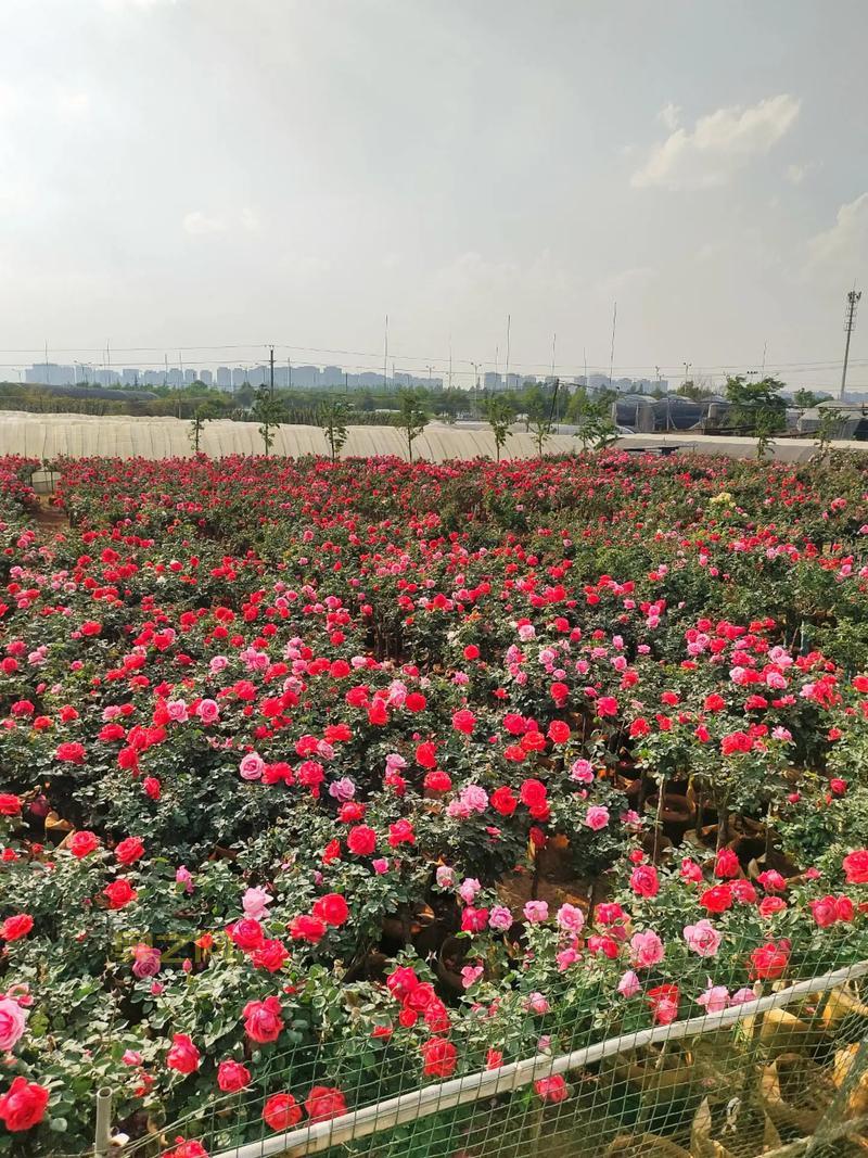 浪漫玫瑰园网址是啥？点这里进入浪漫鲜花世界！