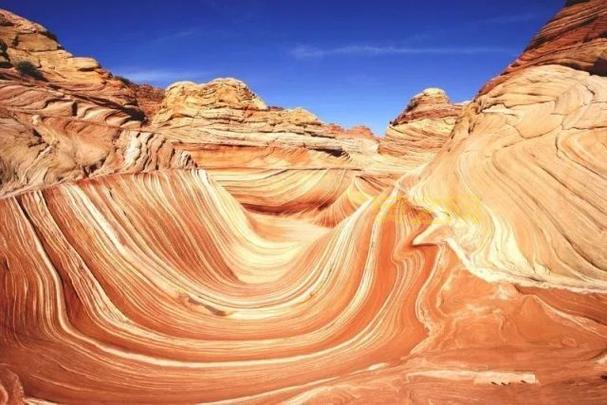 坚韧的触须如何工作？一文详解它的神奇之处！