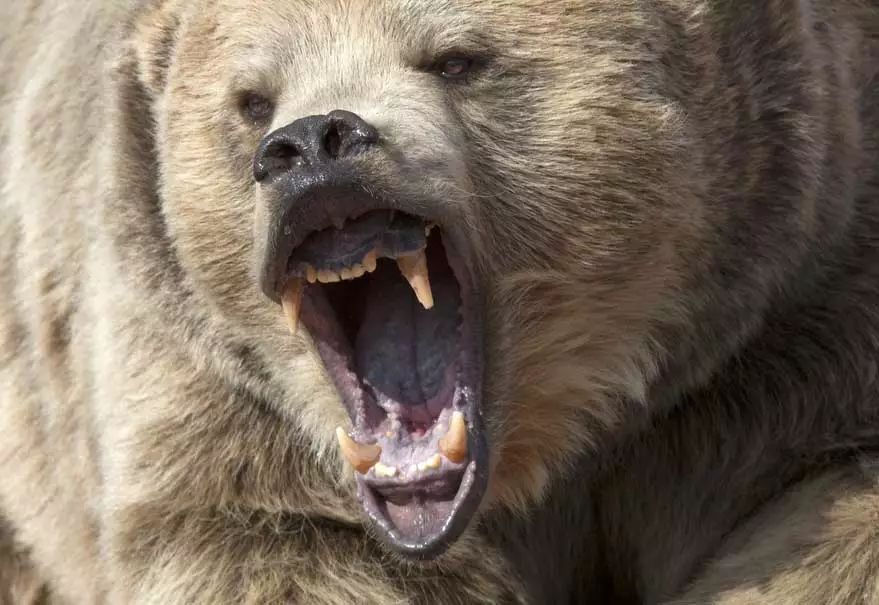 实拍黑熊闯进校园被警方击毙视频_加拿大灰熊袭击事件_加拿大熊袭击真实案例