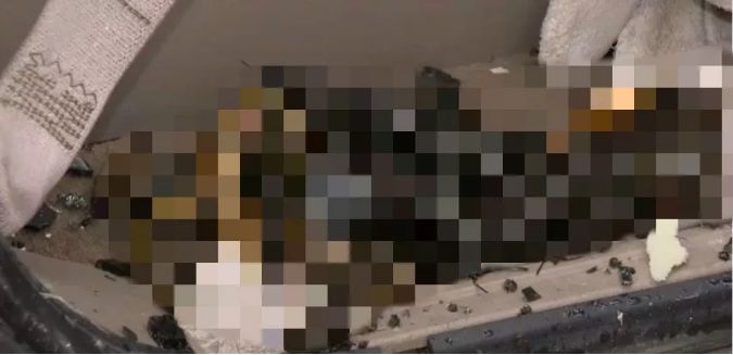 实拍黑熊闯进校园被警方击毙视频_加拿大熊袭击真实案例_加拿大灰熊袭击事件