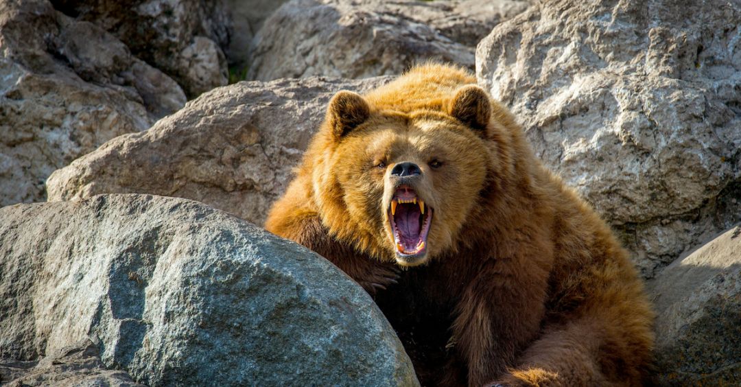 加拿大熊袭击真实案例_加拿大灰熊袭击事件_实拍黑熊闯进校园被警方击毙视频