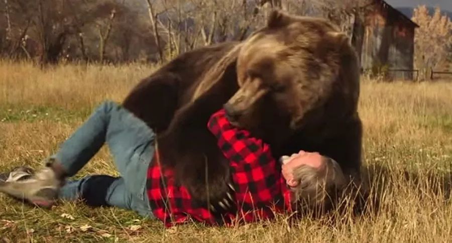 加拿大熊袭击真实案例_实拍黑熊闯进校园被警方击毙视频_加拿大灰熊袭击事件