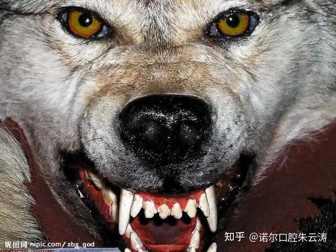 哪种动物拥有一口锋利的牙齿？看完让你大开眼界！