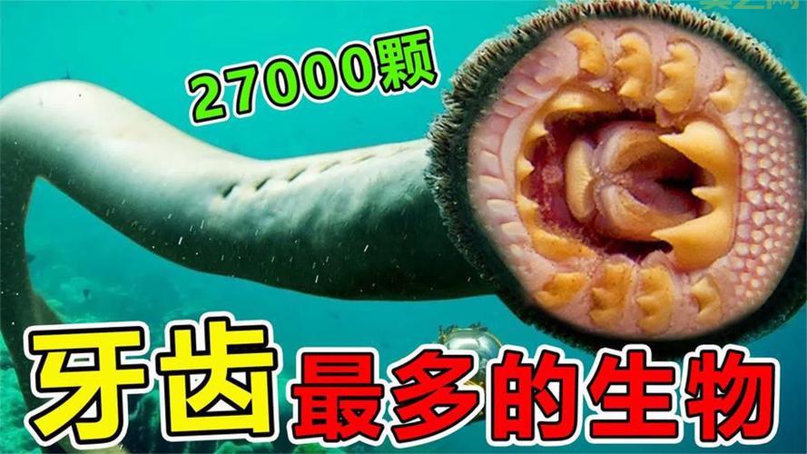 哪种动物拥有一口锋利的牙齿？看完让你大开眼界！