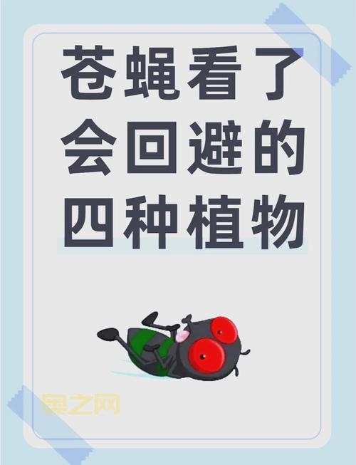 家里有疯狂苍蝇别担心！这几个小妙招让你远离困扰！