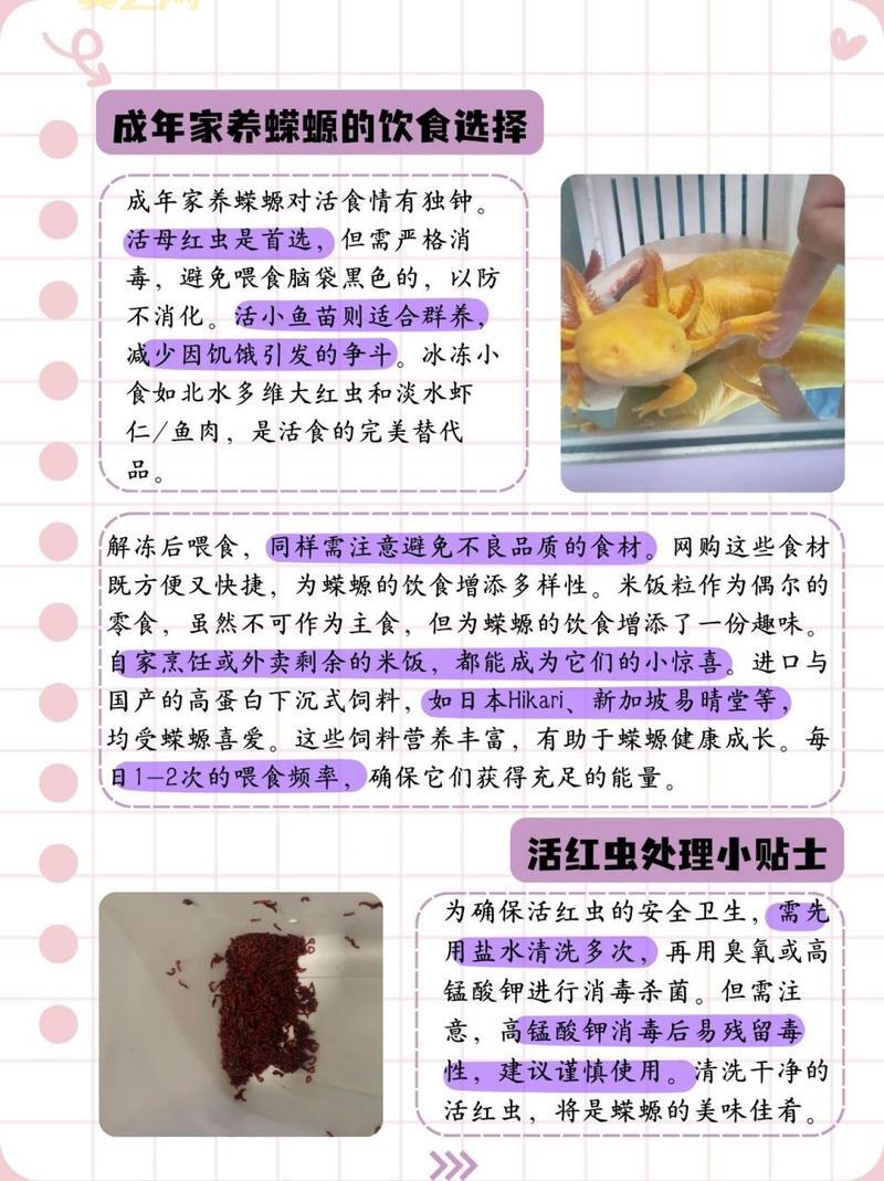 霸王蝾螈吃什么？这些食物让它健康成长！
