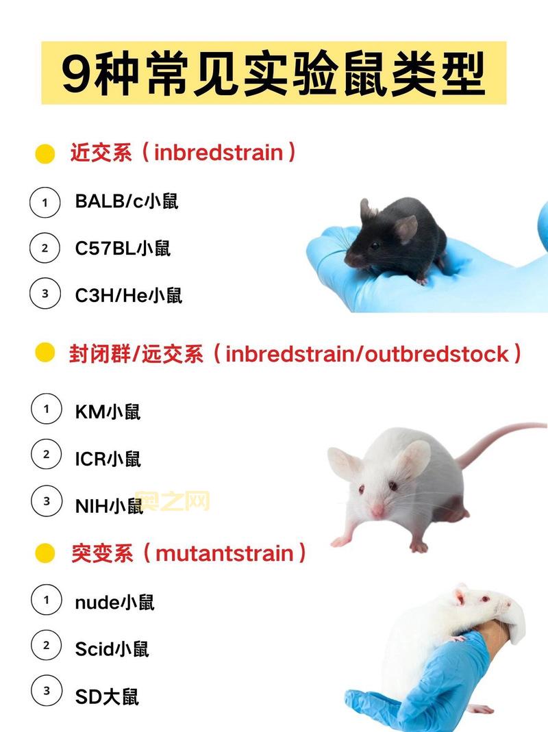 pis老鼠是什么？这些关于pis老鼠的知识你知道吗？