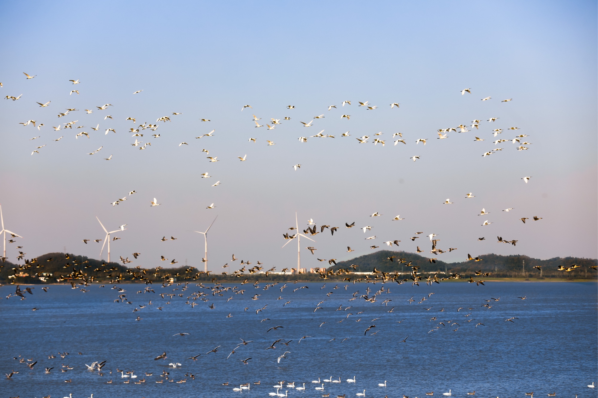 江西彭泽：“贵客”如约而至  迎来迁徙高峰