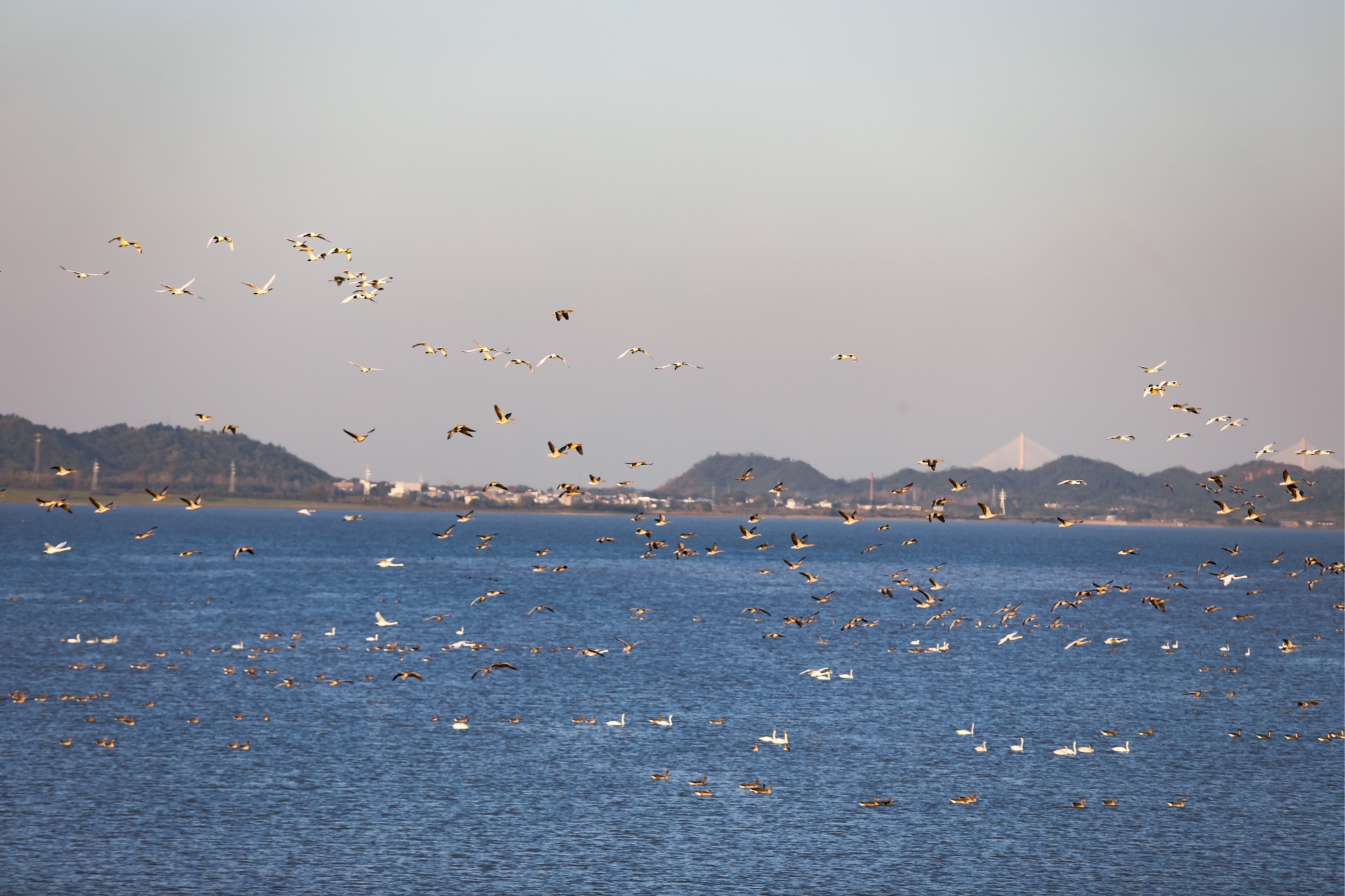江西彭泽县太泊湖省级湿地保护区候鸟迁徙_彭泽县太泊湖湿地候鸟保护_江西彭泽县新闻