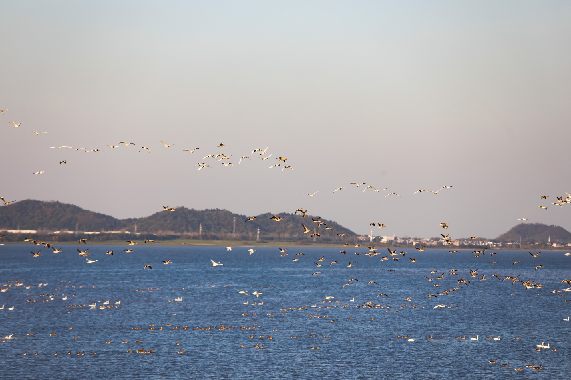 江西彭泽县新闻_江西彭泽县太泊湖省级湿地保护区候鸟迁徙_彭泽县太泊湖湿地候鸟保护