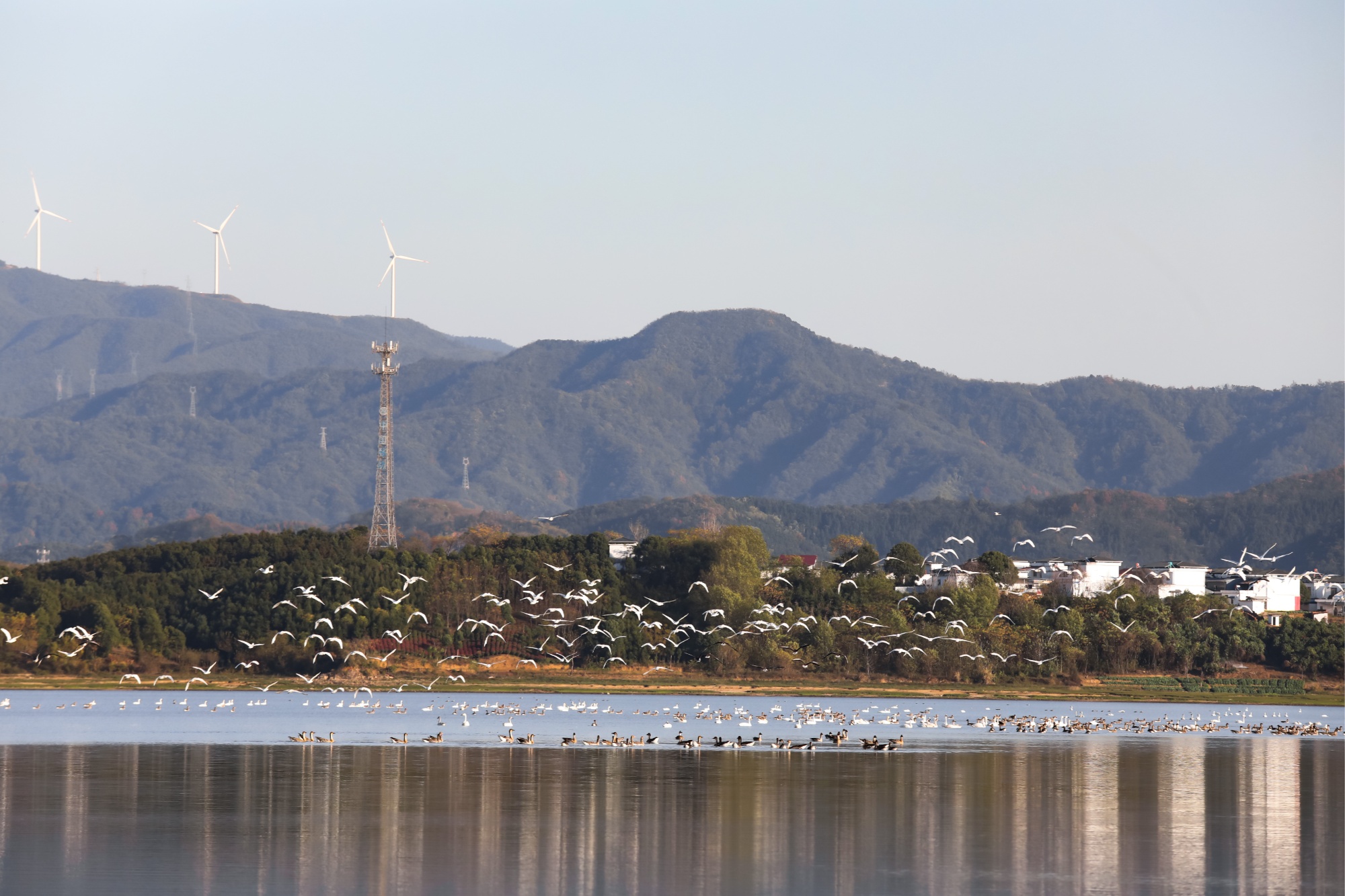 彭泽县太泊湖湿地候鸟保护_江西彭泽县新闻_江西彭泽县太泊湖省级湿地保护区候鸟迁徙