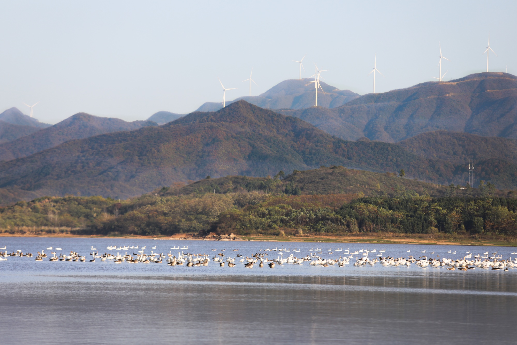 江西彭泽县太泊湖省级湿地保护区候鸟迁徙_彭泽县太泊湖湿地候鸟保护_江西彭泽县新闻