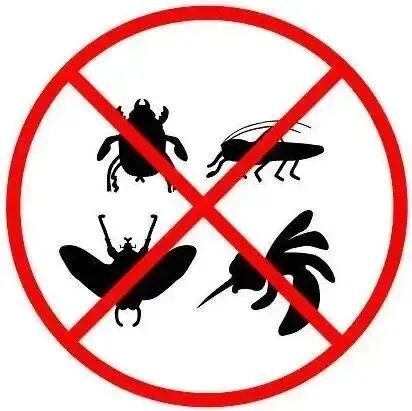 白蚁横飞？！“世界害虫日”来看看如何科学消杀灭