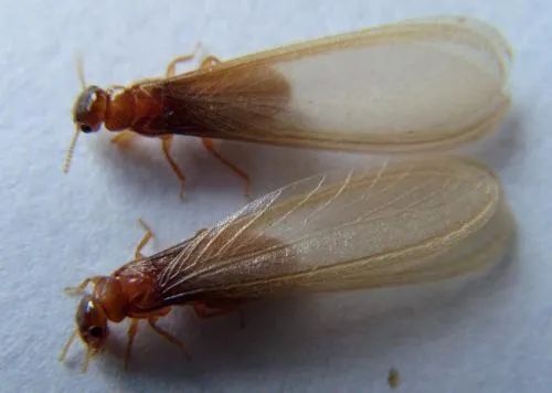 世界害虫日 蚊虫孳生预防 驱蚊灭蚊方法_灭白蚁