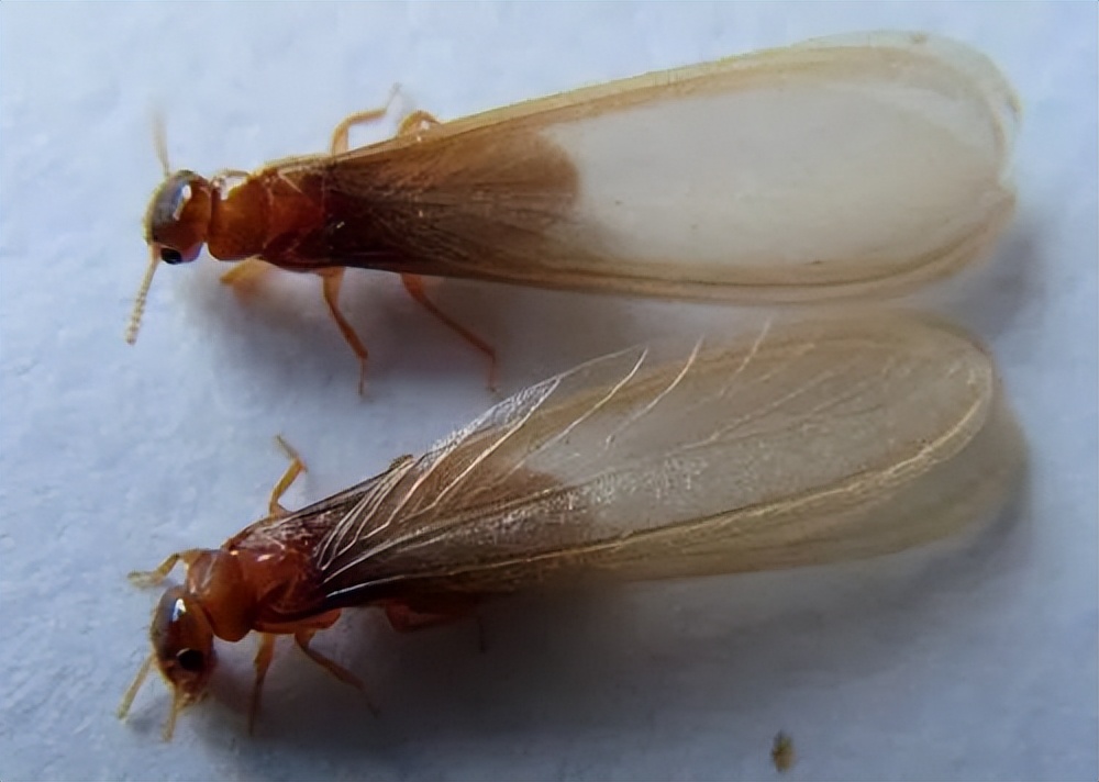 灭白蚁_预防白蚁侵袭的方法和措施_白蚁是什么有什么危害如何预防