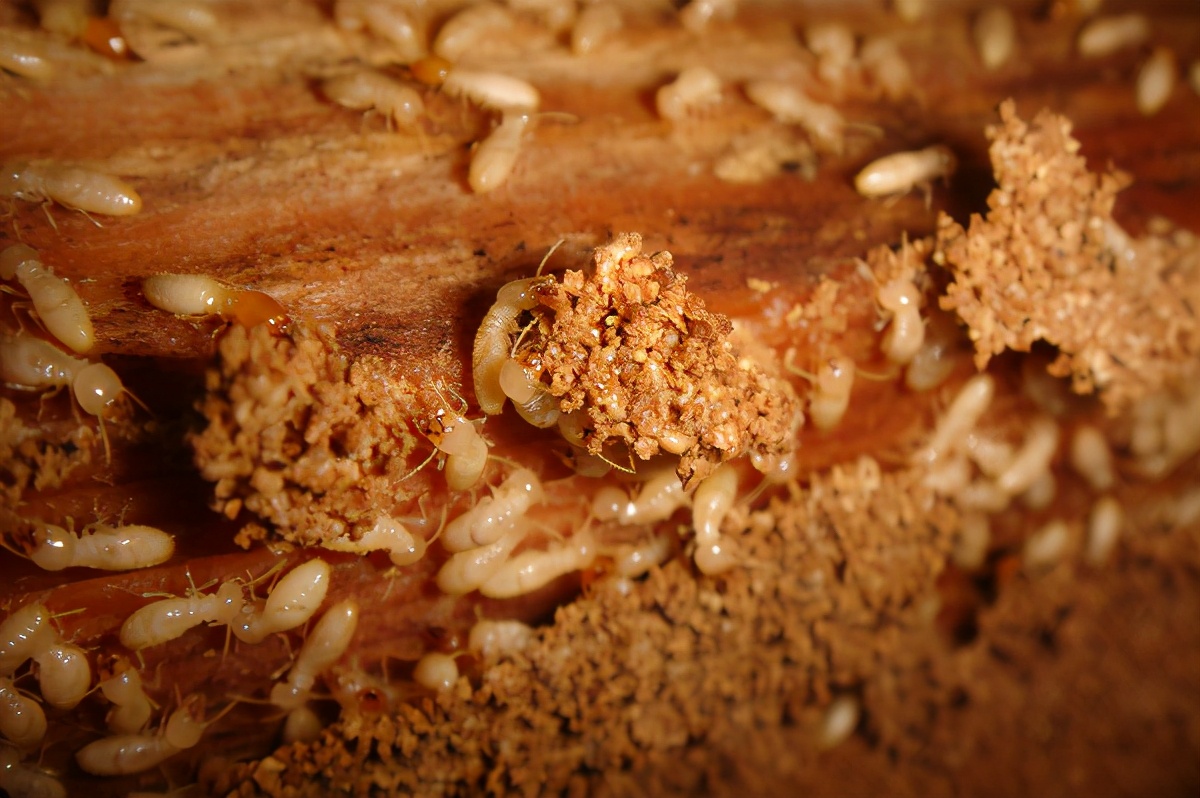 白蚁“遭遇战”？这套“防蚁”攻略请收好