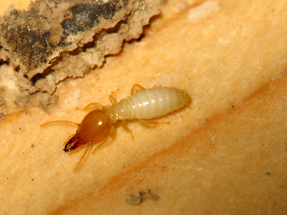 如何预防白蚁进入家中_灭白蚁_上海白蚁危害