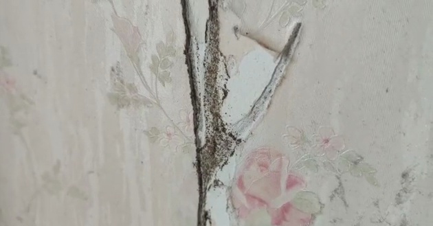 上海嘉定区白蚁防治_灭白蚁_嘉定区白蚁防治公司