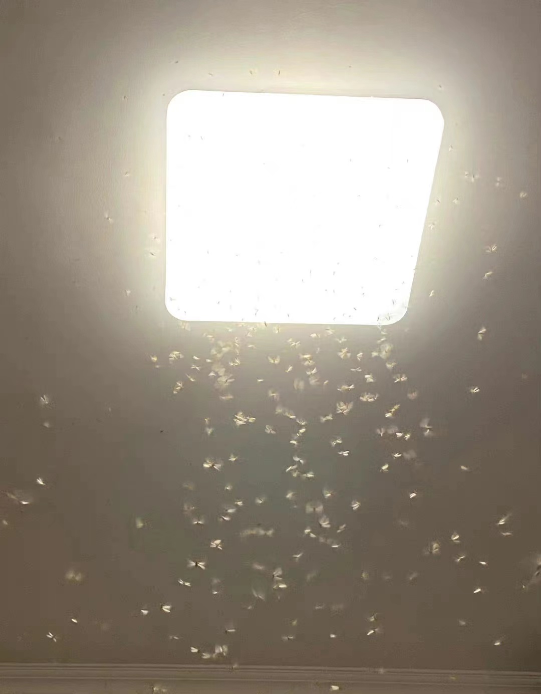 又到白蚁分飞季，“白蚁大军”来袭，6招制敌方法速速记下