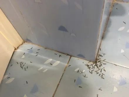 武汉白蚁防治_武汉白蚁分飞高发期_灭白蚁