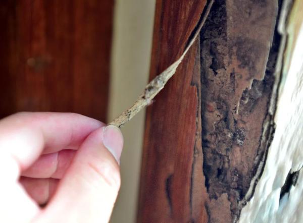 武汉白蚁防治_灭白蚁_武汉白蚁分飞高发期