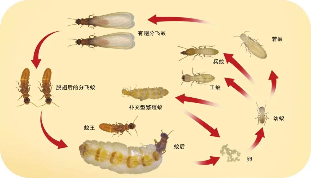 白蚁频繁出没怎么办？别慌，有办法！
