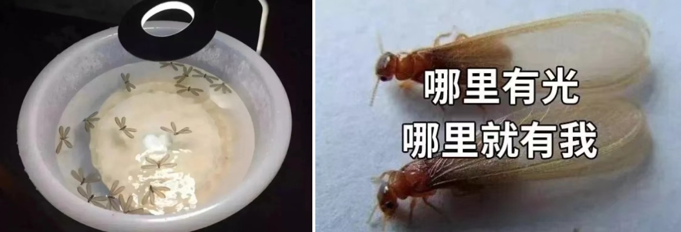 灭白蚁_白蚁入侵处理方法_上海白蚁防治