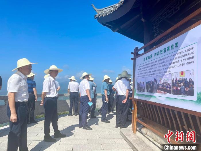 嘉宾参观寿宁县清源镇猕猴桃种植示范基地。 吕巧琴 摄