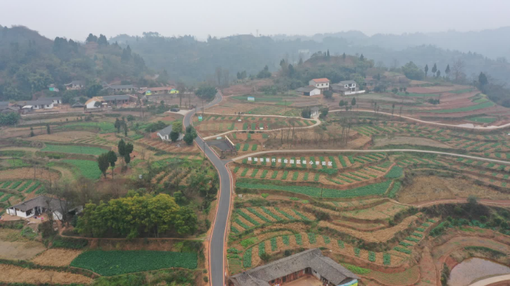 城乡融合谱“兴”篇｜记者一线蹲点调研——犍为“姜来很有钱途”