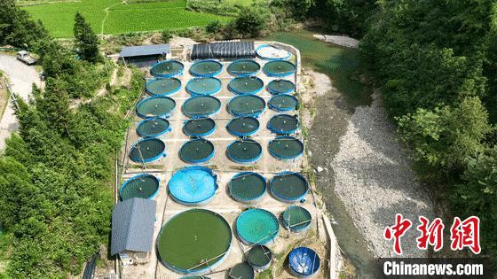 江西省铜鼓县新闻_宜春英朝村清水石斑鱼孵化技术_江西铜鼓石斑鱼养殖基地