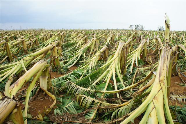 威马逊三次登陆华南地区影响_海南电视台综合频道威马逊台风打击谣言新闻_2014年超强台风威马逊路径图