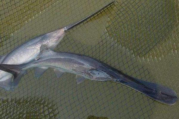 鸭嘴鱼的市场价格40元一斤 掌握养殖技术一年就脱贫