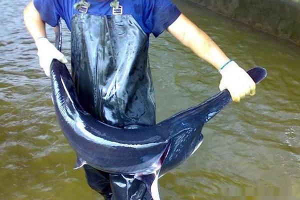 鸭嘴鱼的市场价格40元一斤 掌握养殖技术一年就脱贫