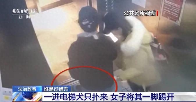 宠物狗咬人被踢反索赔_新闻：狗咬人_电梯宠物狗咬伤索赔